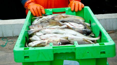 HaV spårar fisk från hav till butik
