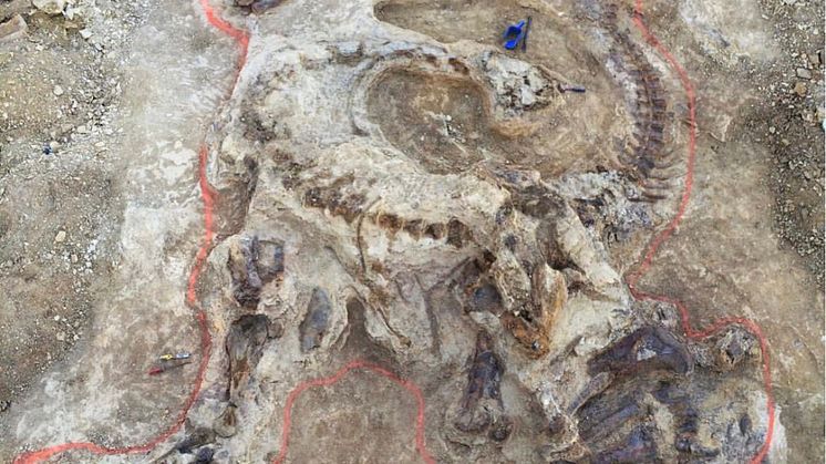 Langhalsen som den blev fundet i Wyoming_kredit_Evolutionsmuseet.jpg