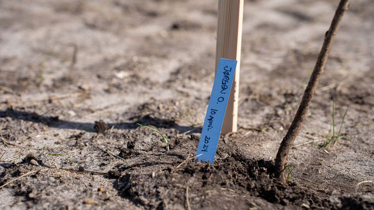 JYSK-elever planter træer_10.04.2024 (118).jpg