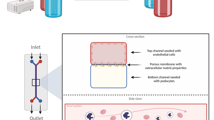 Det organ-on-a-chip som forskningsgruppen utvecklar.png