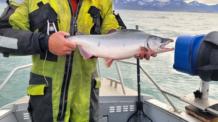 Guttorm C and tagged pink salmon.jpg