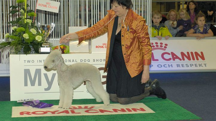 MyDOG 2012