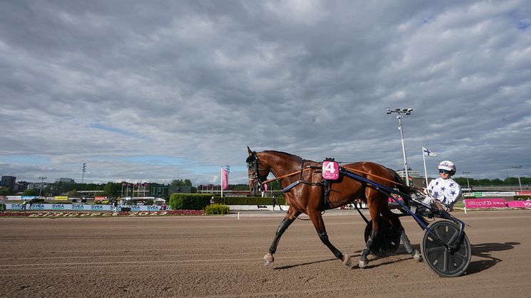 Tvåa förra året – nu kommer han tillbaka sista söndagen i maj. Go On Boy är den sjätte hästen att bli klar för årets upplaga av Elitloppet på Solvalla. Foto: TR Bild