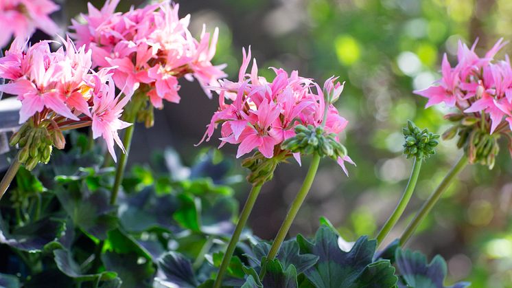 Årets Pelargon 2025 24 Pelargonium Summer Twist Rose foto annikasnaturligating.jpg