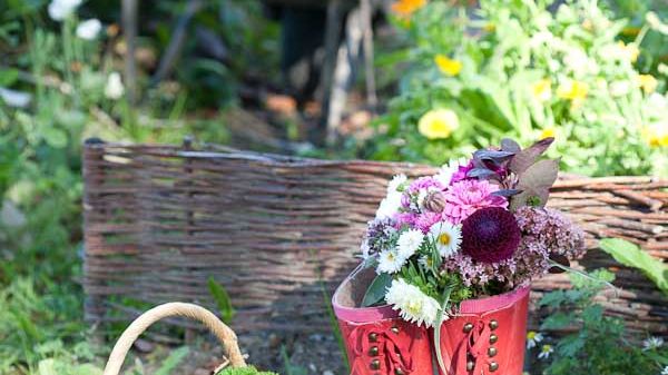  Säsongsinspiration augusti  - högtid för sommarastrar och vackra prydnadsgräs 