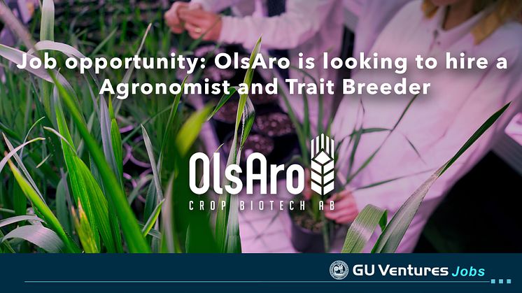 Job opportunity: OlsAro is looking to hire a Agronomist and Trait Breeder