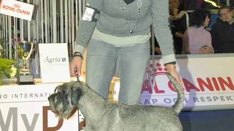 MyDOG 2012