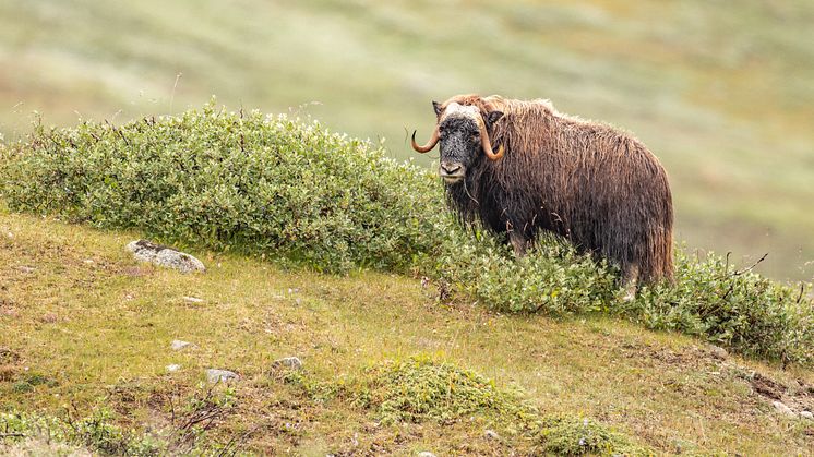 Ivittuut_Greenland_HGR_158511_Photo_Ted_Gatlin.JPG