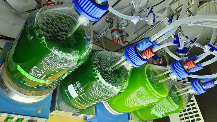 DIY Photobioreactor_3.jpg