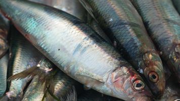 Mindre torsk och mer sill i nya fiskekvoter