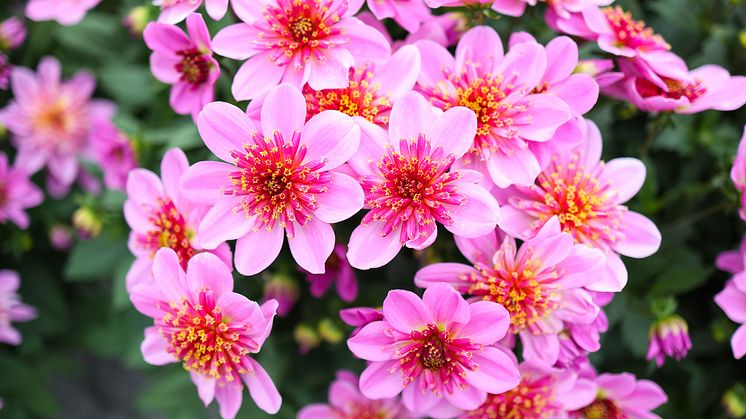 Årets Victoriadahlia 2025 - ’Starburst Pink’
- en Anemonblommig Sommardahlia som det påtagligt sprakar om.