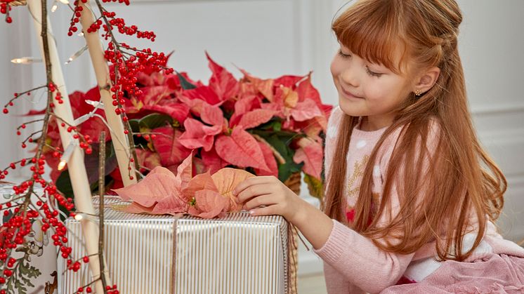 Julstjärnor sprider glädje till alla julfirare såväl unga som gamla! Foto: Blomsterfrämjandet/Stars for Europe