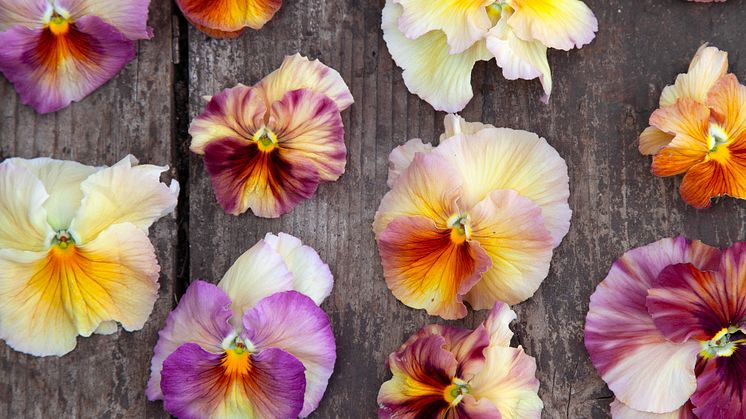 Viola wittrockiana Fancy Peach Shades foto annikasnaturligating (4).jpg