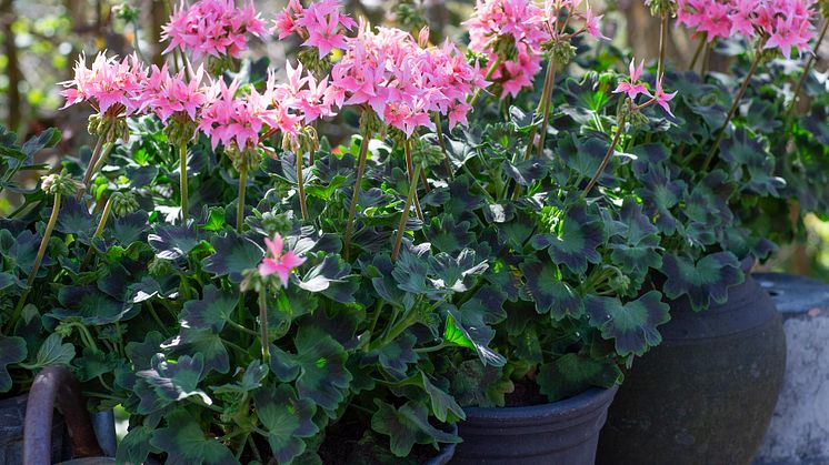 Årets Pelargon 2025 12 Pelargonium Summer Twist Rose foto annikasnaturligating.jpg