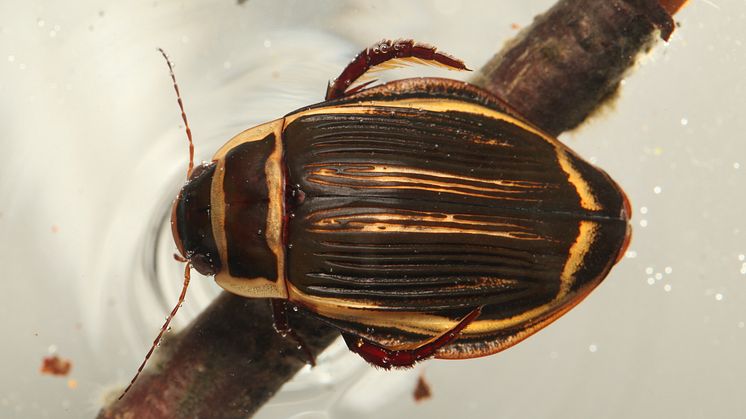 Dytiscus_latissimus_Bergsten_1.JPG