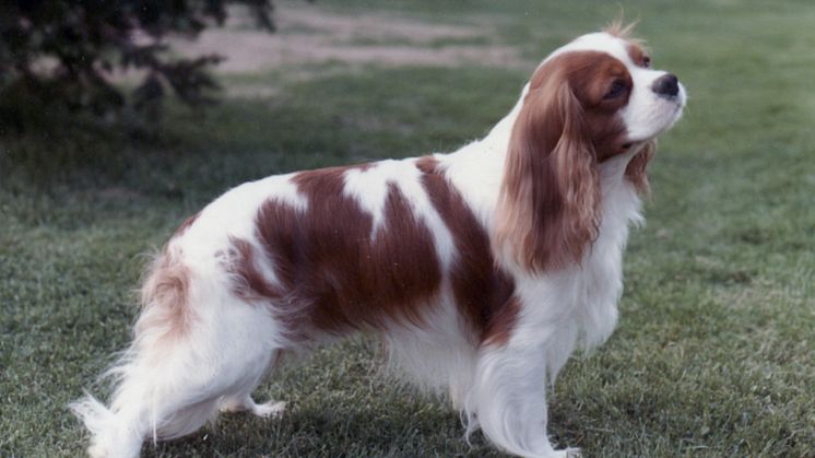 Cavalier king charles spaniel från 1980-talet Foto Lolan Dahlin.jpg