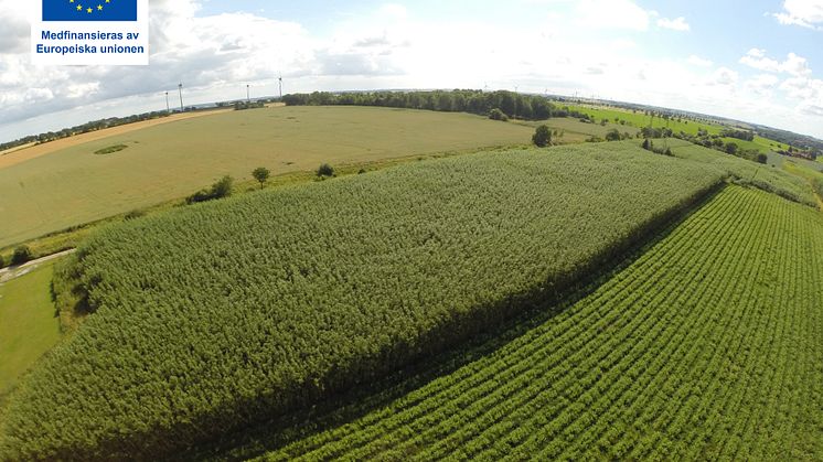 Ett nyligen uppstartat projekt kommer att fokusera på hållbar energiproduktion genom odling av energiskog för att få igång en nystart inom energiskogsbranschen. Foto: Nick Parfitt