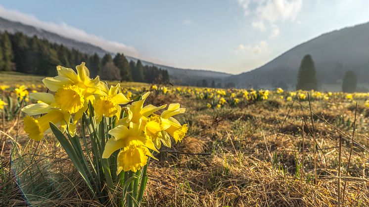 Narzissen im Grand Chasseral