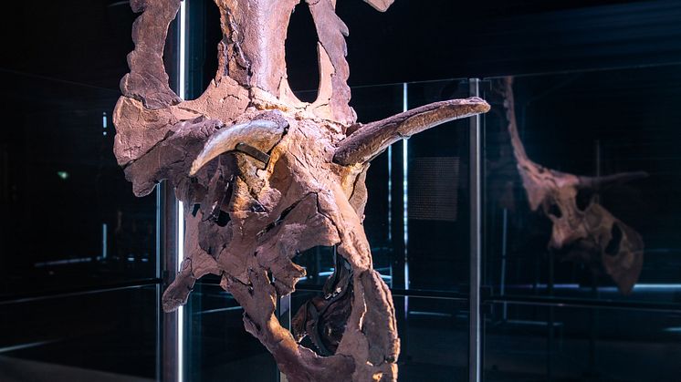 Fossil skull bones of Lokiceratops reconstructed and displayed at the Museum of Evolution in Maribo, Denmark Image credit_ Museum of Evolution.jpg