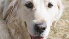 Ny sjukdom i nervsystemet hos golden retriever