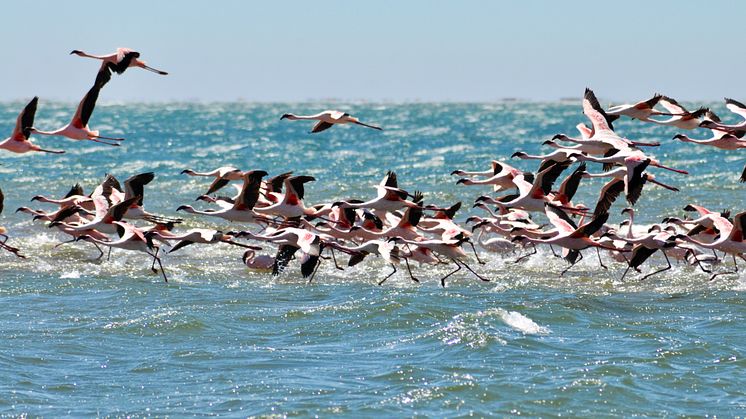 RS23219_Walvis Bay 2019.10.27 2019-10-27_Walvis Bay_ The Living Desert_DSC_0301.jpg