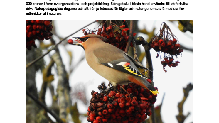 BirdLife Sverige satsar på mer friluftsliv för fågelintresserade
