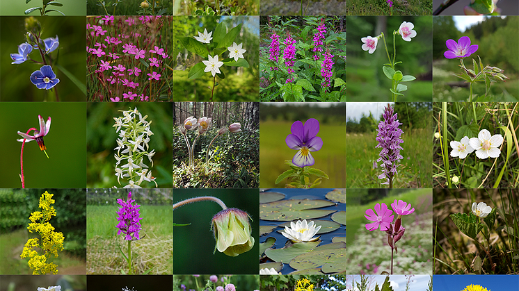 Nationalblomman 30_5x6