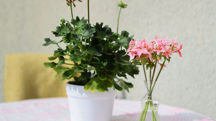 Årets Pelargon 2025 Pelargonium Summer Twist Rose foto SydGrönt (2).jpg