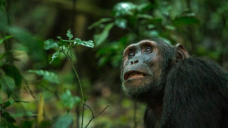 Den starkt begränsade djurparksmiljön är ett mycket olämpligt alternativ för att skydda schimpanser, på grund av deras komplexa behov. Foto: Tom Svensson/World Animal Protection Sverige