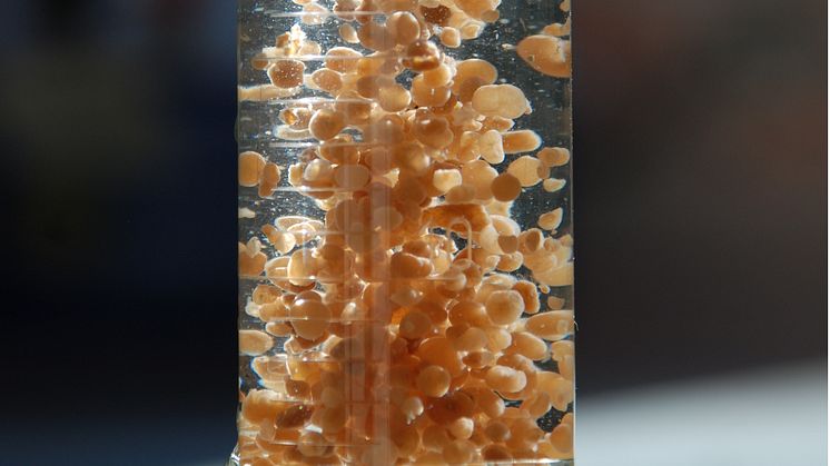 Aeroba granuler anrikade i laboratorieskala. Foto: Britt-Marie Wilén, Chalmers tekniska högskola.