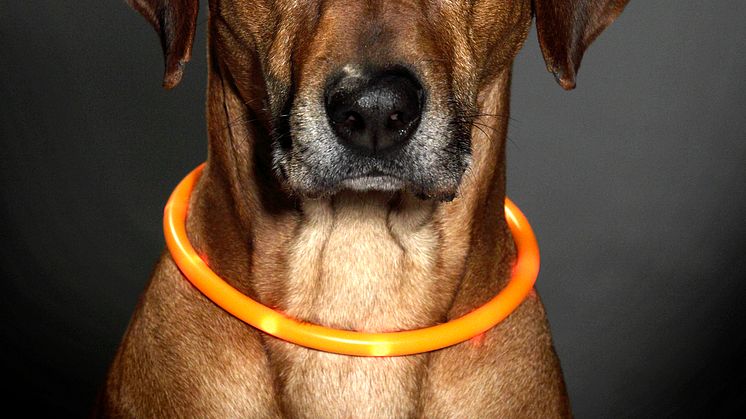 Lysande hundhalsband på hund