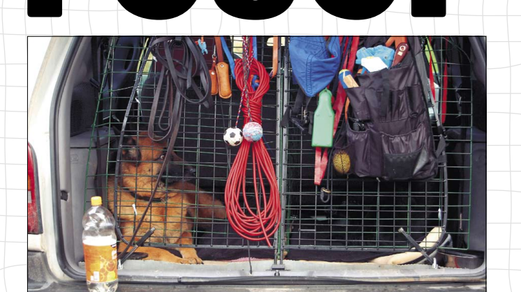 Hund i bil - artikel om säkra hundtransporter