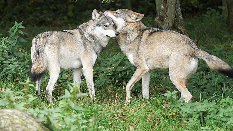 Studien visar att djur sällan försöker undvika att para sig med släktingar. Vargar är en av de arter som studerats. Foto: Mostphotos/Eric Dufour