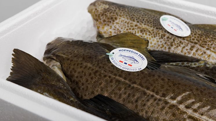 Skrei med det nye kvalitetsmerket. Foto: Marius Fiskum