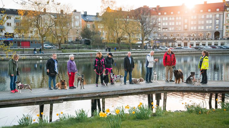På stadspromenad. Med hund. 