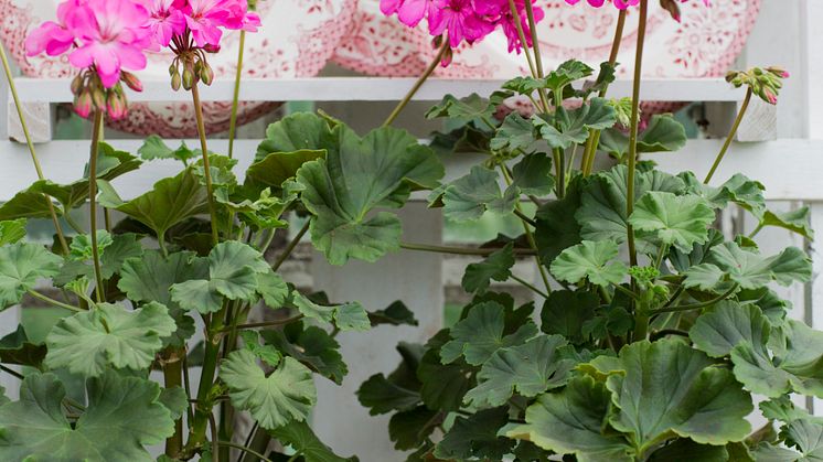 Pelargonium ´Knapa-Trädet´