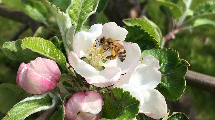 Honungsbi som samlar pollen och nektar från en äppelblomma i en skånsk äppelodling i maj. Foto: Maj Rundlöf, Lunds universitet