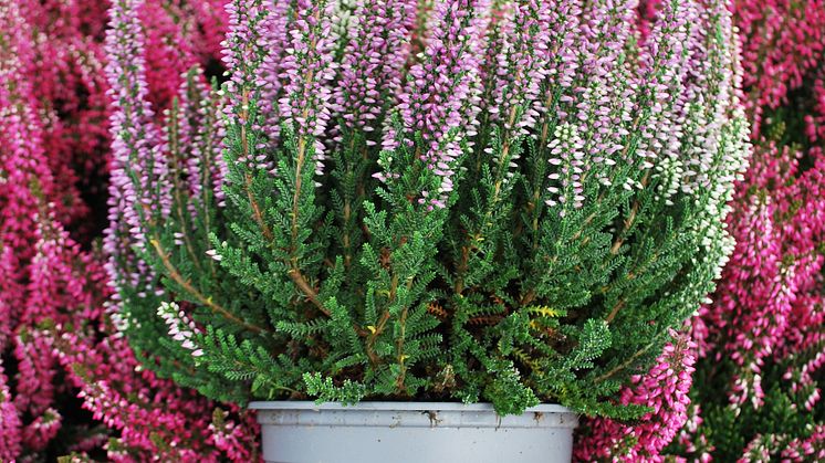 Calluna_Ljung-kruka-FotoSolgården.jpg