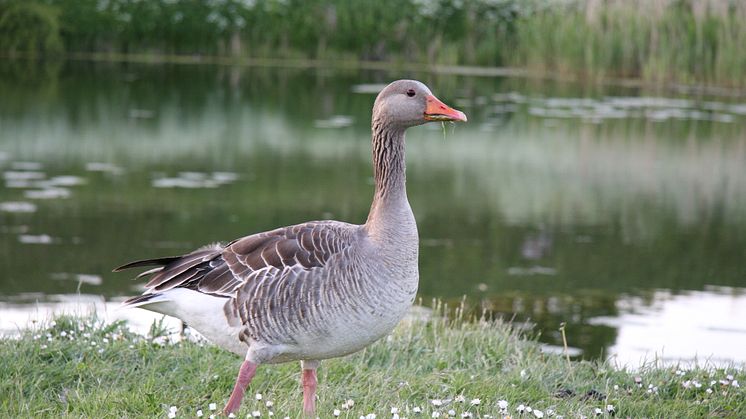 Grågås (Anser anser) är en andfågel inom släktgruppen gäss.