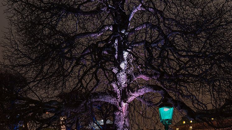 Fox Belysning på Nobel Week Lights 5-13 december