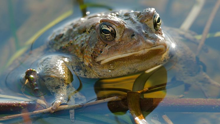 Several studies have indicated atrazine may affect the reproductive development of male frogs.