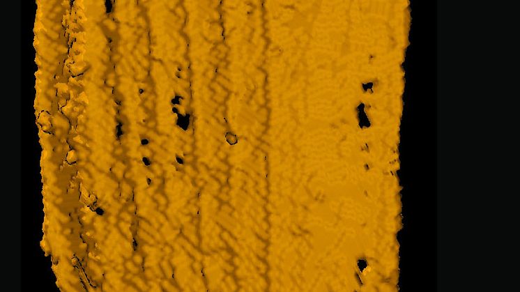 Detailed image of a cover wing from one of the beetles. Picture: Martin Qvarnström
