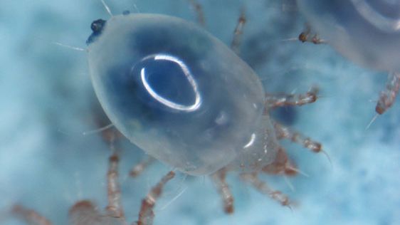 Miljöförändringar kan leda till snabb evolution av nya egenskaper