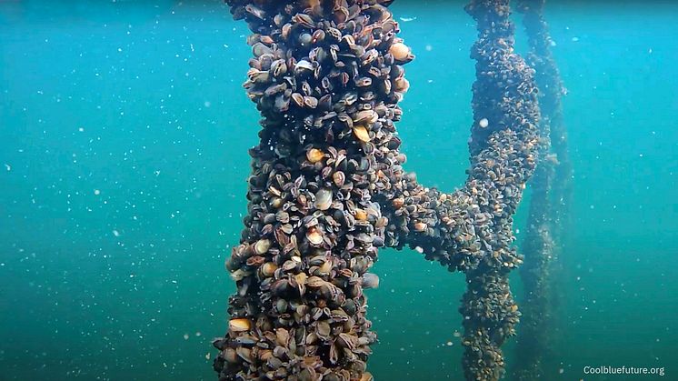 Ecopelag-Cool-blue-future_Mussels.jpg