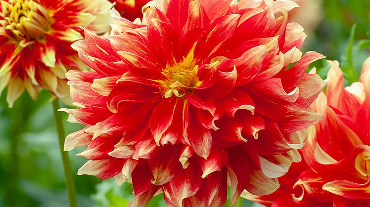 Dekorativdahlia 'Holland Festival' Blomsterlandet 2023