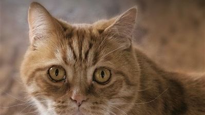omslagkatter