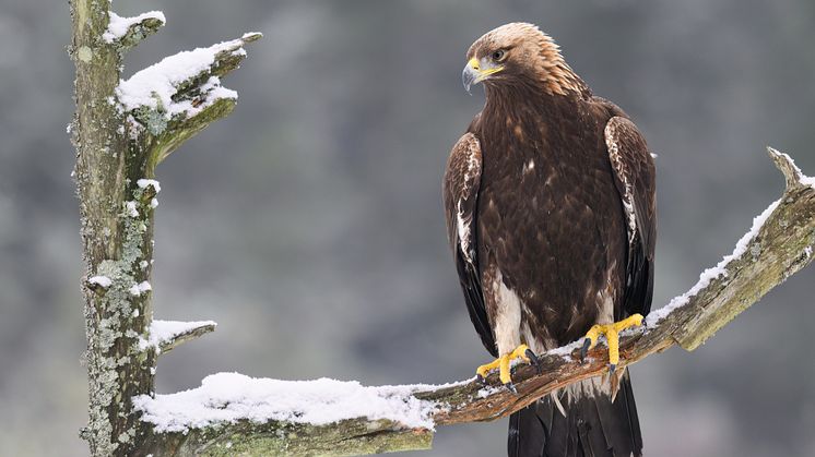 Kungsörn finns främst i skogsområden, fjäll och öppna landskap i norra Sverige. I år registrerades den första lyckade häckningen i Östergötland. 