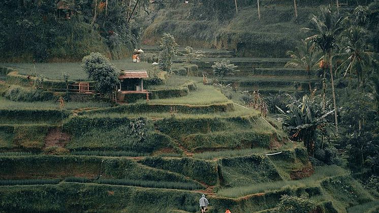UNESCO-Rice-Terraces.jpg