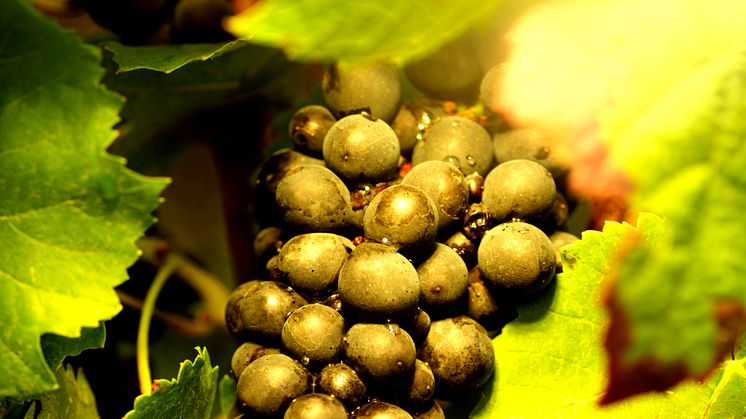 Piper Heidsieck Rare - Pinot Noir grapes