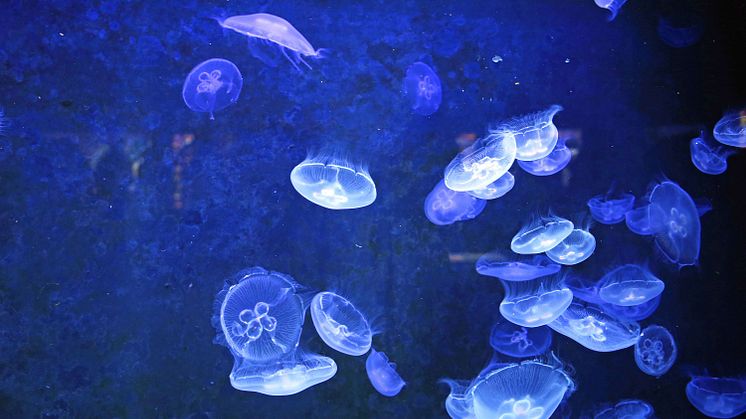 Aquarium im Zoo Leipzig - Quallen